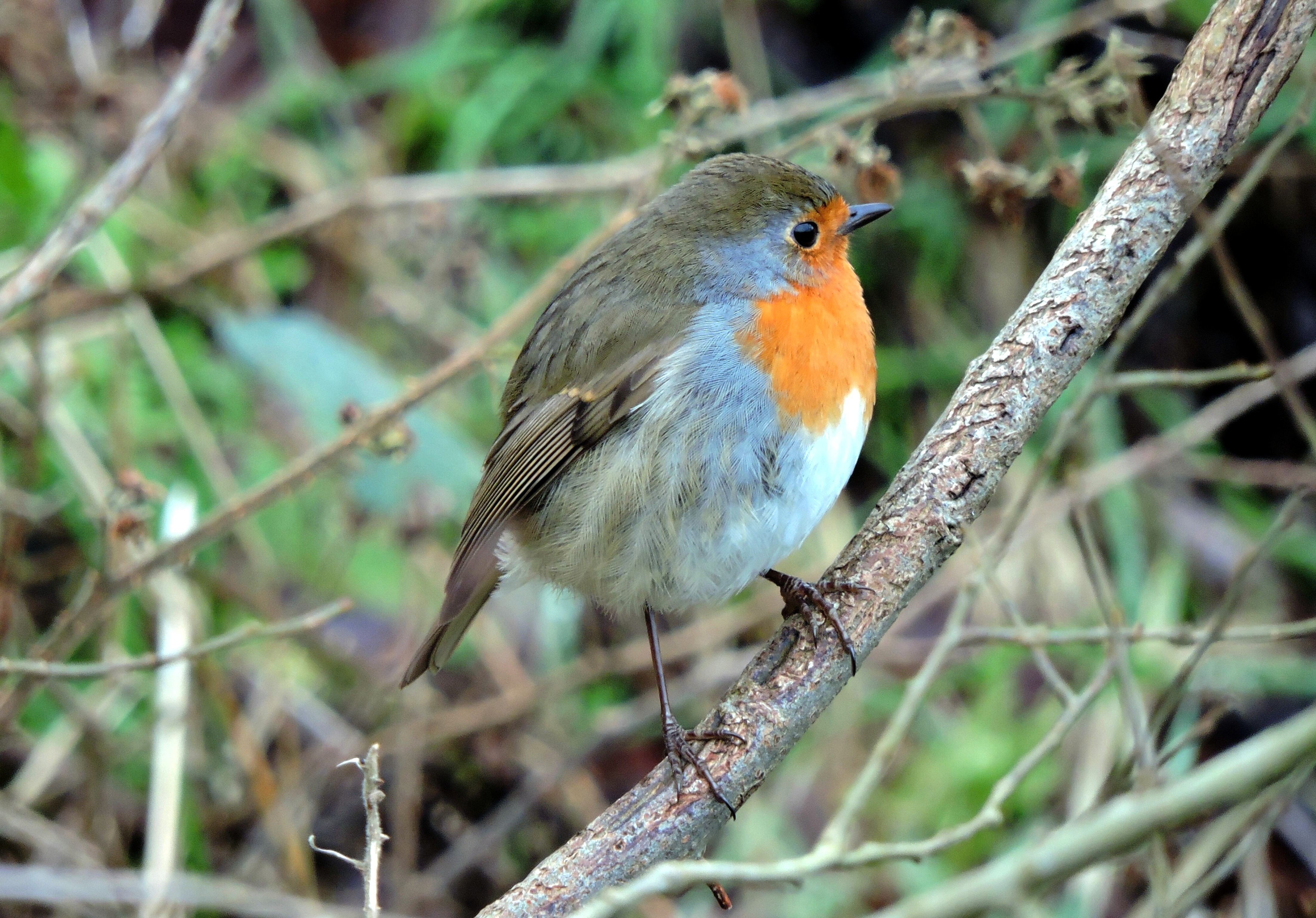 POSING ROBIN Bill Bagley Photography